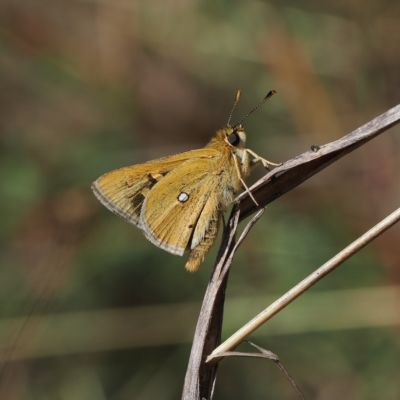 Trapezites luteus (Yellow Ochre, Rare White-spot Skipper) at Theodore, ACT - 28 Mar 2023 by RAllen