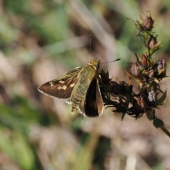 Trapezites luteus at Theodore, ACT - 28 Mar 2023