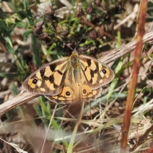 Heteronympha penelope at Theodore, ACT - 28 Mar 2023 10:10 AM