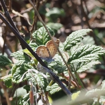 Theclinesthes serpentata (Saltbush Blue) at Tuggeranong Hill - 28 Mar 2023 by RAllen