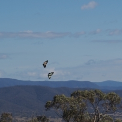 Charaxes sempronius (Tailed Emperor) at Tuggeranong Hill - 28 Mar 2023 by RAllen