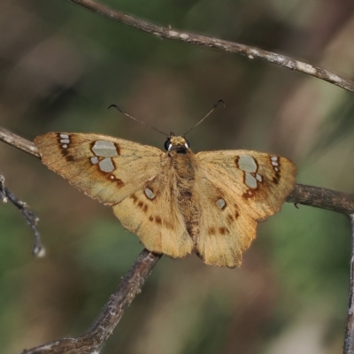 Netrocoryne repanda (Bronze Flat) at Tuggeranong Hill - 28 Mar 2023 by RAllen