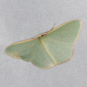 Chlorocoma dichloraria at O'Connor, ACT - 14 Mar 2023 09:35 PM