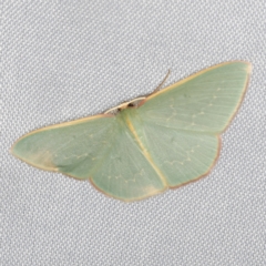 Chlorocoma dichloraria at O'Connor, ACT - 14 Mar 2023 09:35 PM