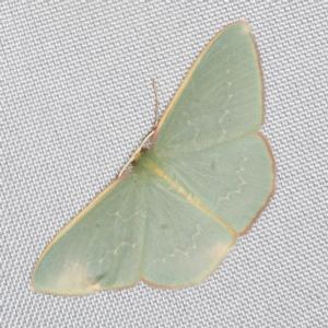 Chlorocoma dichloraria at O'Connor, ACT - 14 Mar 2023 09:35 PM