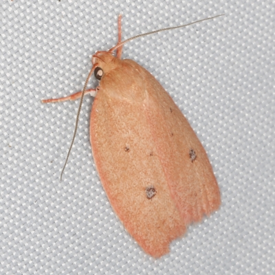 Garrha pudica (Modest Dullmoth) at O'Connor, ACT - 14 Mar 2023 by ibaird