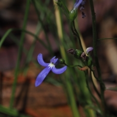 Lobelia simplicicaulis at Cotter River, ACT - 28 Mar 2023 by RAllen