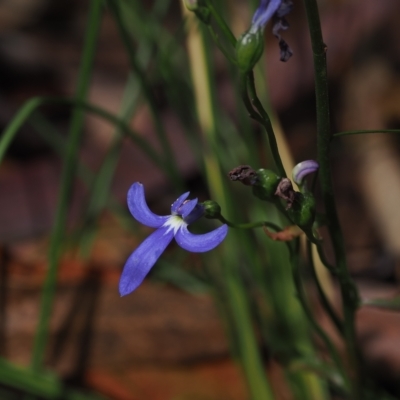 Lobelia simplicicaulis at Cotter River, ACT - 28 Mar 2023 by RAllen