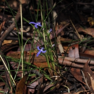 Lobelia simplicicaulis at Cotter River, ACT - 28 Mar 2023 12:52 PM