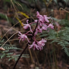 Dipodium roseum (Rosy Hyacinth Orchid) at Cotter River, ACT - 28 Mar 2023 by RAllen