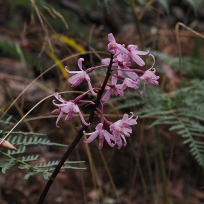 Dipodium roseum (Rosy Hyacinth Orchid) at Cotter River, ACT - 28 Mar 2023 by RAllen