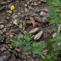 Geum urbanum (Herb Bennet) at Cotter River, ACT - 28 Mar 2023 by RAllen