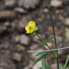 Geum urbanum at Cotter River, ACT - 28 Mar 2023 02:44 PM