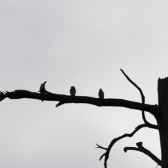 Microcarbo melanoleucos (Little Pied Cormorant) at Molonglo Valley, ACT - 2 Apr 2023 by JimL