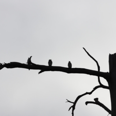 Microcarbo melanoleucos (Little Pied Cormorant) at Molonglo Valley, ACT - 2 Apr 2023 by JimL