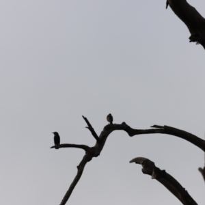 Sturnus vulgaris at Molonglo Valley, ACT - 2 Apr 2023 09:14 AM