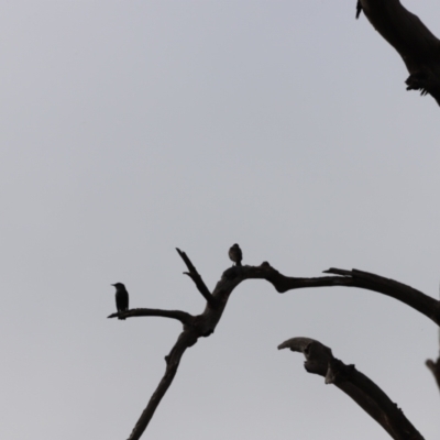 Sturnus vulgaris (Common Starling) at Molonglo River Reserve - 1 Apr 2023 by JimL