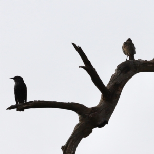 Sturnus vulgaris at Molonglo Valley, ACT - 2 Apr 2023