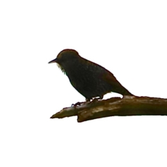 Sturnus vulgaris at Molonglo Valley, ACT - 2 Apr 2023 09:14 AM