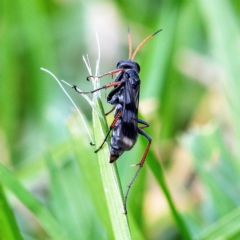 Pompilidae (family) at Higgins, ACT - suppressed