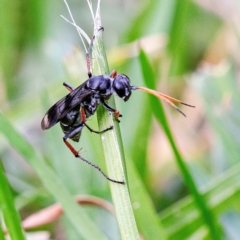 Pompilidae (family) at Higgins, ACT - suppressed