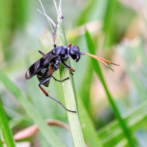 Pompilidae (family) at Higgins, ACT - suppressed