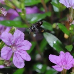 Tetragonula carbonaria by TimL