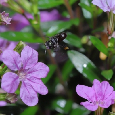 Tetragonula carbonaria by TimL