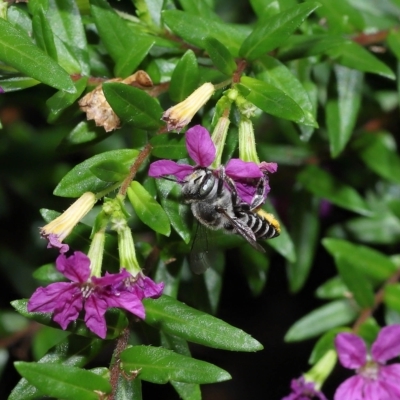 Megachile sp. by TimL