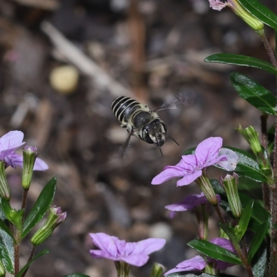 Megachile sp. by TimL