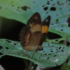 Cupha prosope (Bordered Rustic) at Fitzroy Island, QLD - 30 Mar 2023 by MatthewFrawley