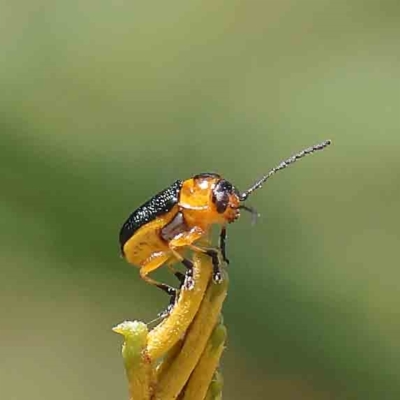 Aporocera (Aporocera) consors (A leaf beetle) at O'Connor, ACT - 31 Jan 2023 by ConBoekel