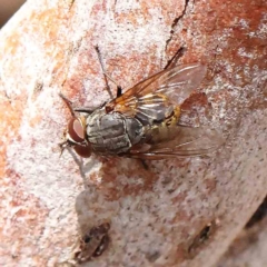 Calliphora stygia (Brown blowfly or Brown bomber) at O'Connor, ACT - 31 Jan 2023 by ConBoekel