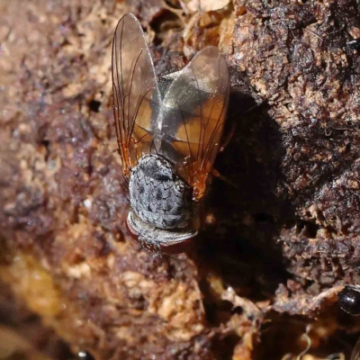 Calliphora augur (Lesser brown or Blue-bodied blowfly) at O'Connor, ACT - 31 Jan 2023 by ConBoekel