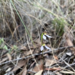 Eriochilus cucullatus (Parson's Bands) at Aranda, ACT - 2 Apr 2023 by dgb900