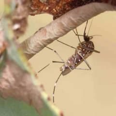 Aedes sp. (genus) (Mosquito) at O'Connor, ACT - 31 Jan 2023 by ConBoekel