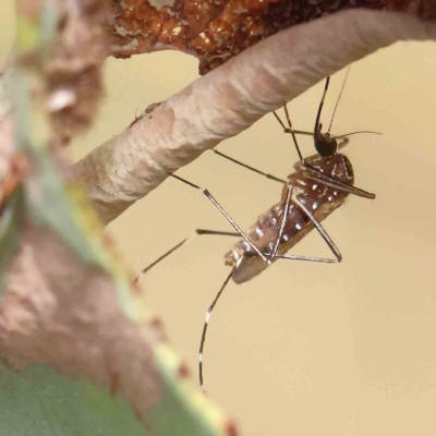 Aedes sp. (genus) (Mosquito) at O'Connor, ACT - 31 Jan 2023 by ConBoekel