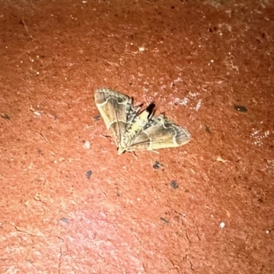 Pyralis farinalis (Meal Moth (Pyralinae) at Aranda, ACT - 3 Apr 2023 by KMcCue