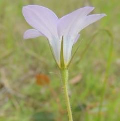 Wahlenbergia stricta subsp. stricta (Tall Bluebell) at Flea Bog Flat, Bruce - 30 Oct 2022 by michaelb