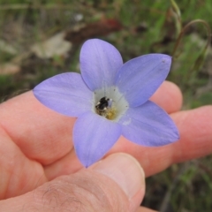 Wahlenbergia stricta subsp. stricta at Bruce, ACT - 30 Oct 2022 02:50 PM