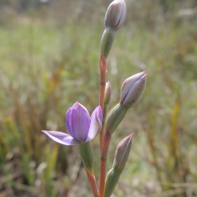 Thelymitra (Genus) (Sun Orchid) at Bruce, ACT - 30 Oct 2022 by MichaelBedingfield