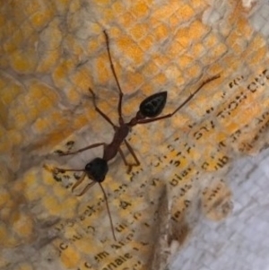 Myrmecia pyriformis at Watson, ACT - 4 Apr 2023