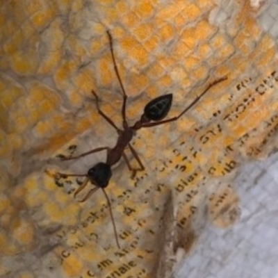 Myrmecia nigriceps (Black-headed bull ant) at Watson, ACT - 4 Apr 2023 by abread111
