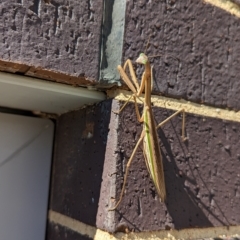 Tenodera australasiae (Purple-winged mantid) at Wright, ACT - 4 Apr 2023 by Rebeccajgee