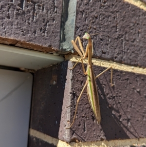 Tenodera australasiae at Wright, ACT - 4 Apr 2023