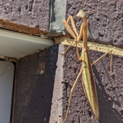 Tenodera australasiae at Wright, ACT - 4 Apr 2023