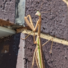 Tenodera australasiae at Wright, ACT - 4 Apr 2023 12:49 PM