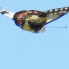 Delias aganippe (Spotted Jezebel) at Stromlo, ACT - 4 Apr 2023 by JohnBundock