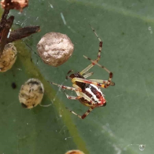 Theridion pyramidale at O'Connor, ACT - 31 Jan 2023