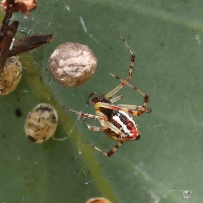 Theridion pyramidale (Tangle-web spider) at O'Connor, ACT - 31 Jan 2023 by ConBoekel